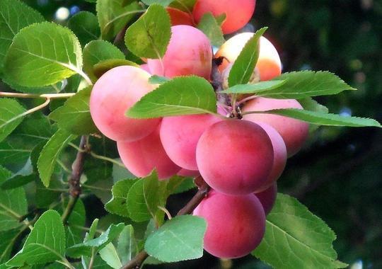 Obstgehölze Mirabellen 