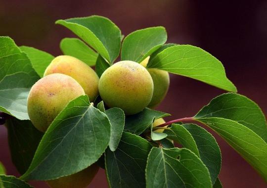 Obstgehölze Aprikosen