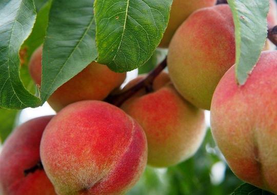 Obstgehölze Pfirsich