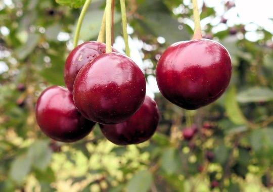 Obstgehölze Süsskirschen 