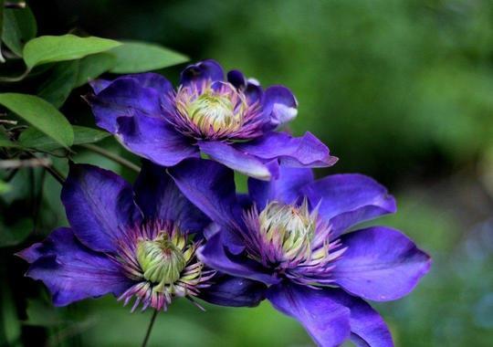 Clematis `Multi Blue`
