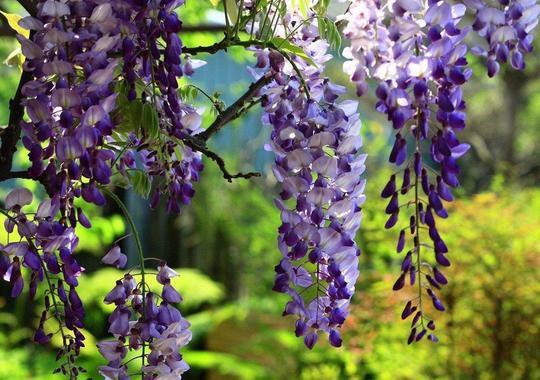 Chinesischer Blauregen (Wisteria)