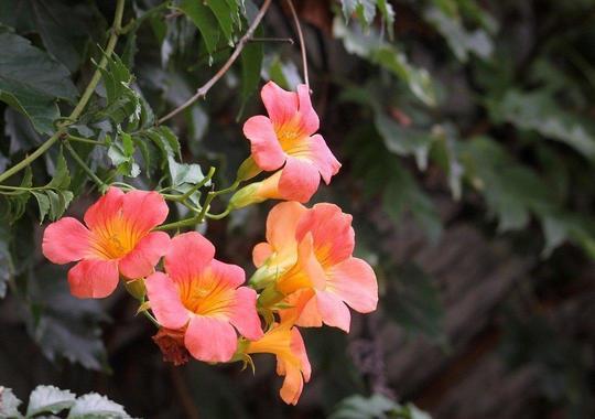 Trompetenblume Mme Galen