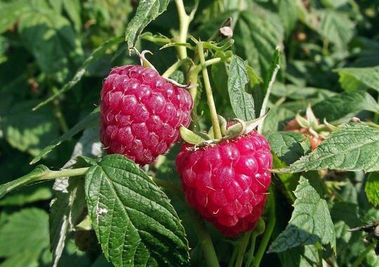 Himbeeren
