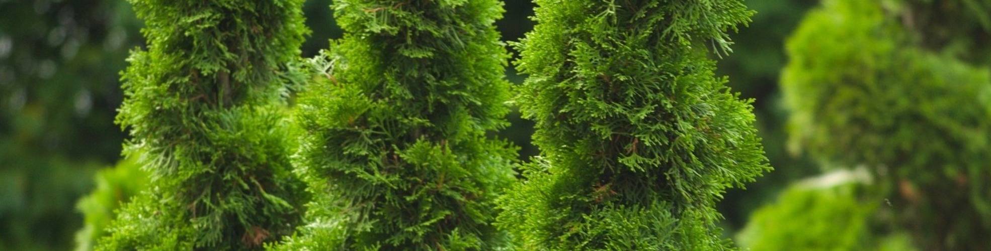 Thuja 