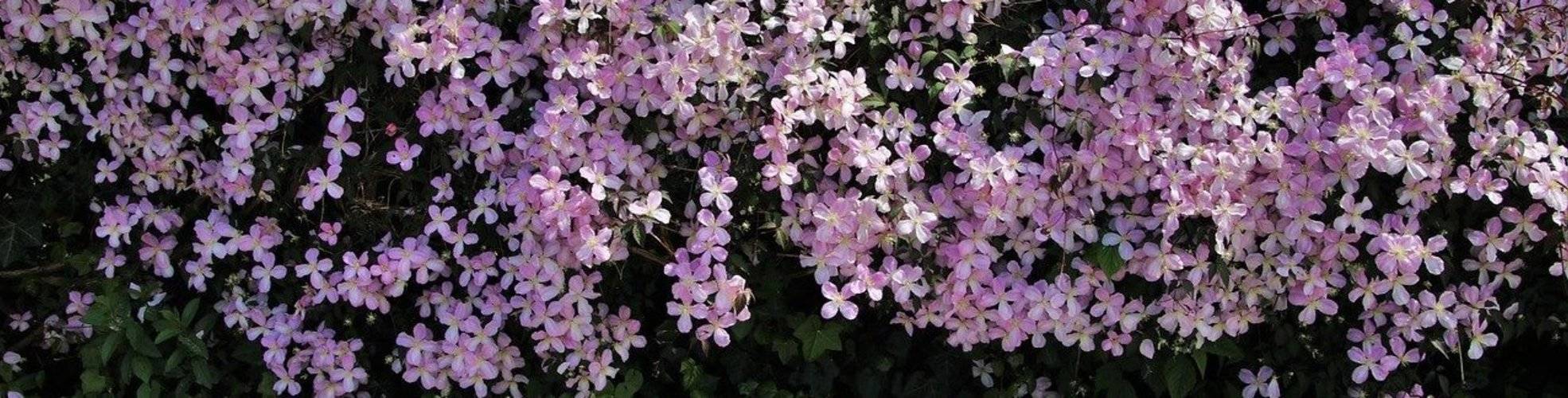 Clematis