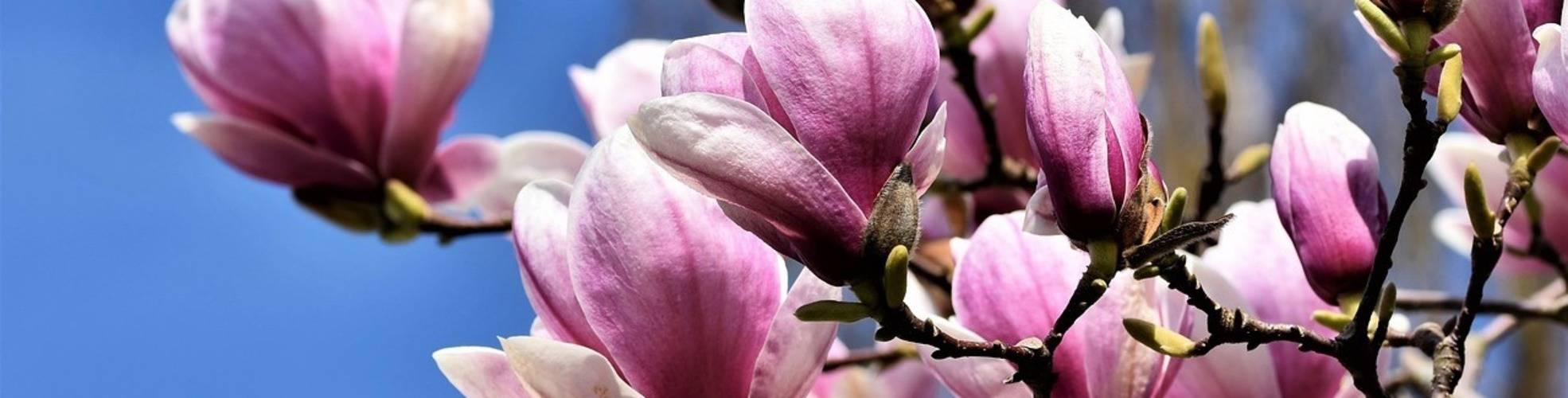Tulpenmagnolie