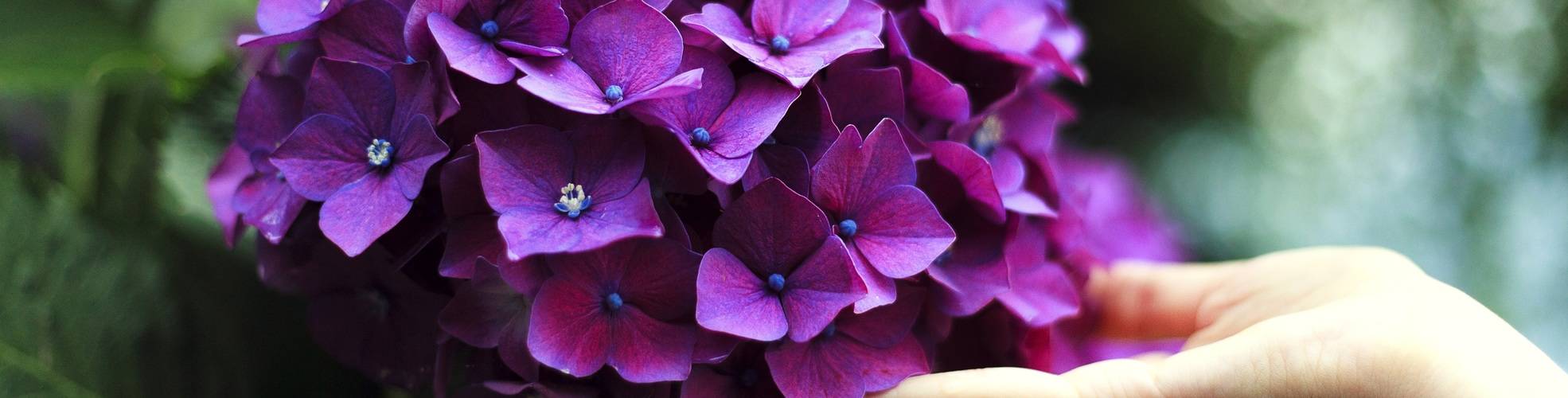 Hortensie