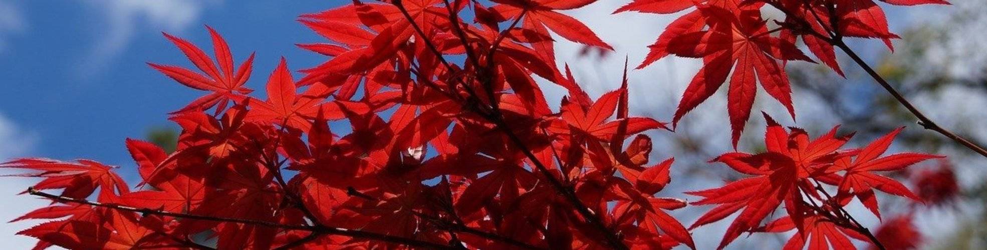 Japanischer Fächerahorn