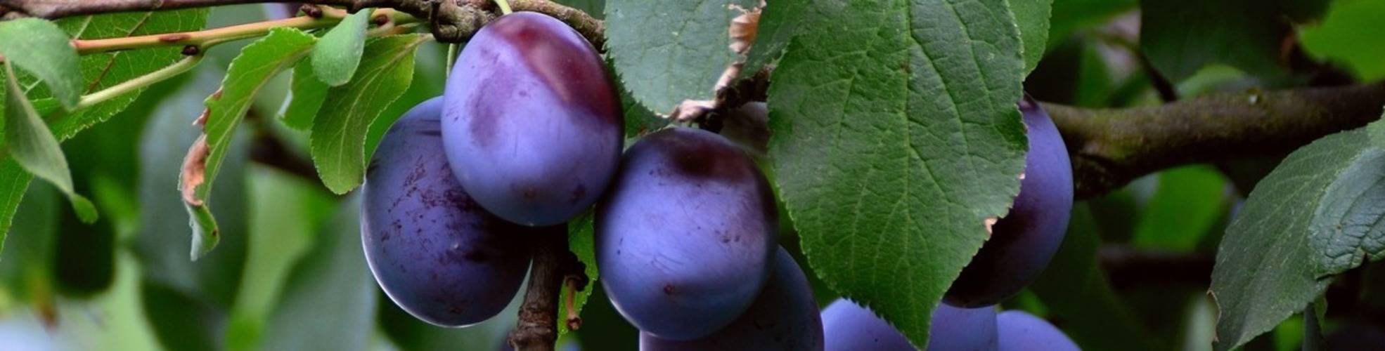 Pflaumenbaum