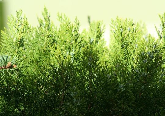 Thuja 'Smaragd'