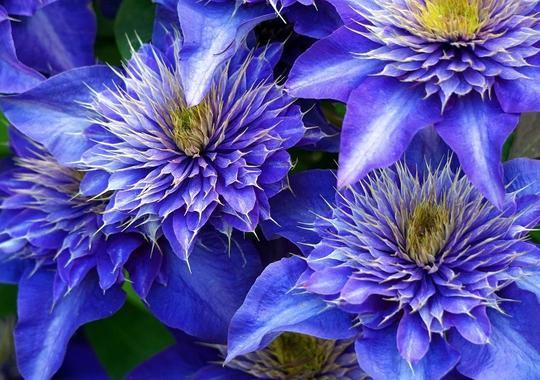 Waldrebe Clematis 