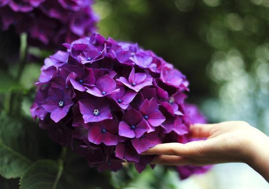 Hortensie