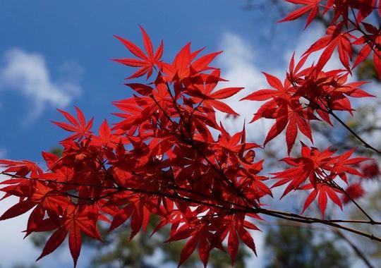 Japanischer Fächerahorn