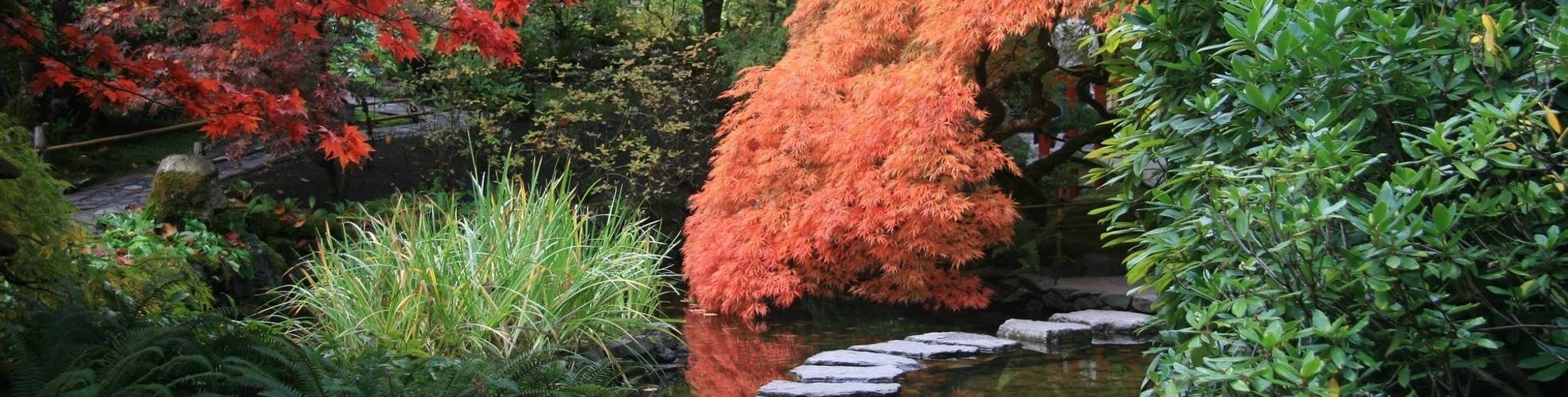 Garten Japanischer Ahorn